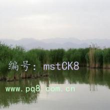 ʶ